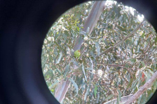 Swift Parrot - spotted near Hobart, Dec, 2025. Matt Grover