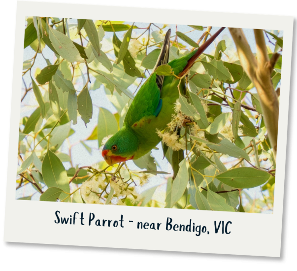 Swift parrot - Brendan Sydes