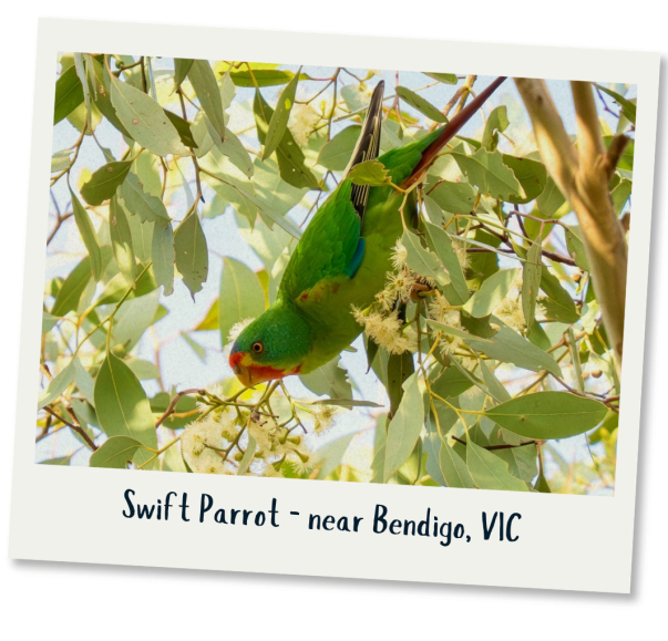 Swift parrot - Brendan Sydes