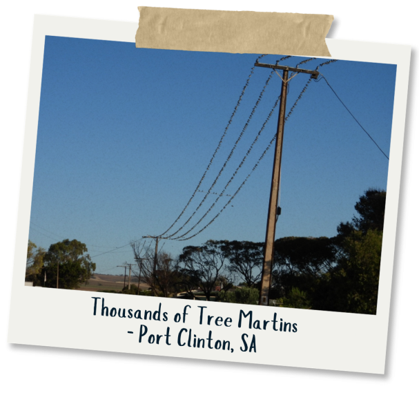 Tree Martins