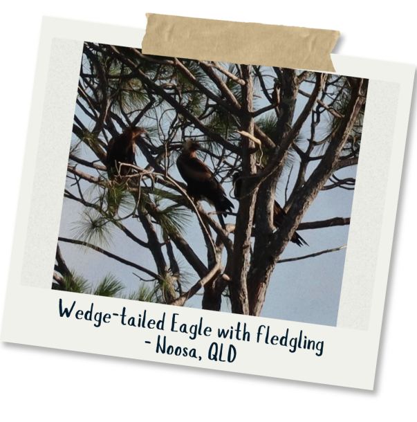 _Wedge-tailed Eagle - Jill Hammond