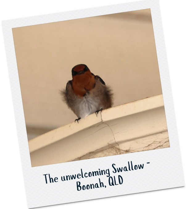 Welcome Swallow - Alice Mc