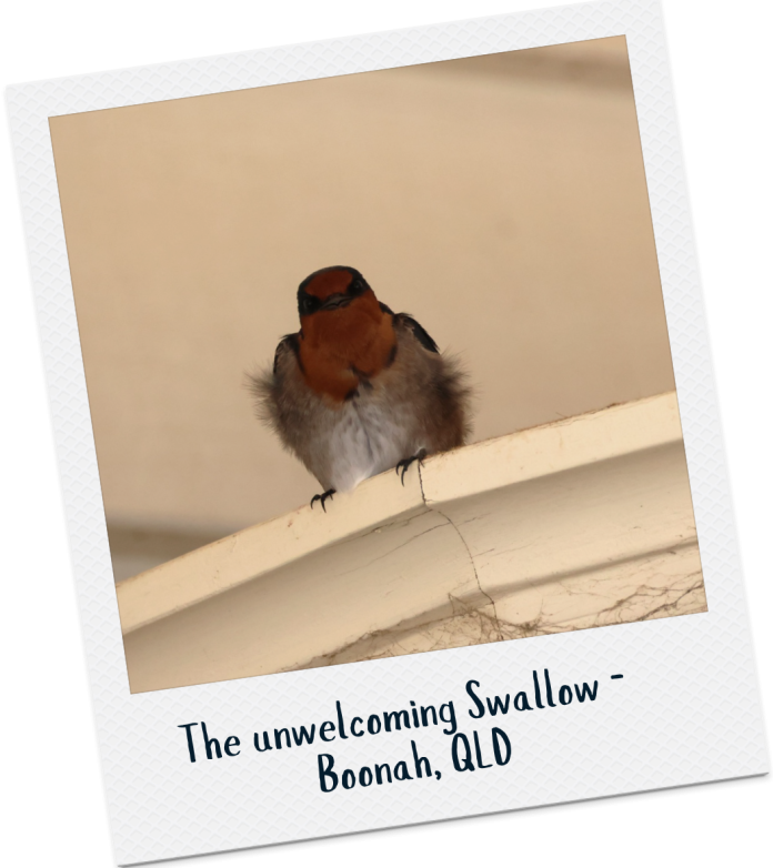 Welcome Swallow - Alice Mc