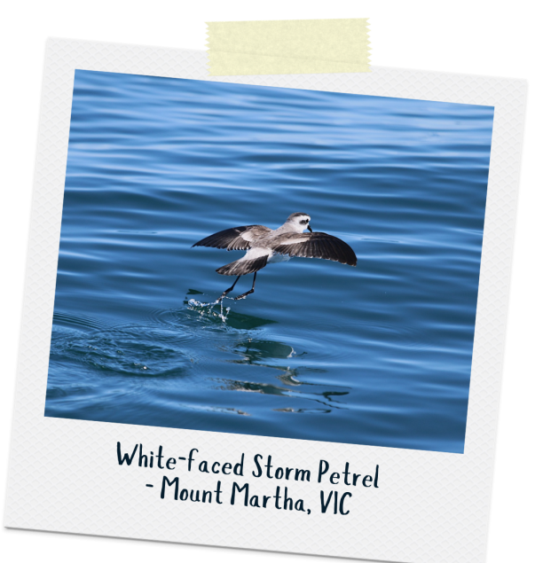 White-faced Storm Petrel - David Donnelly