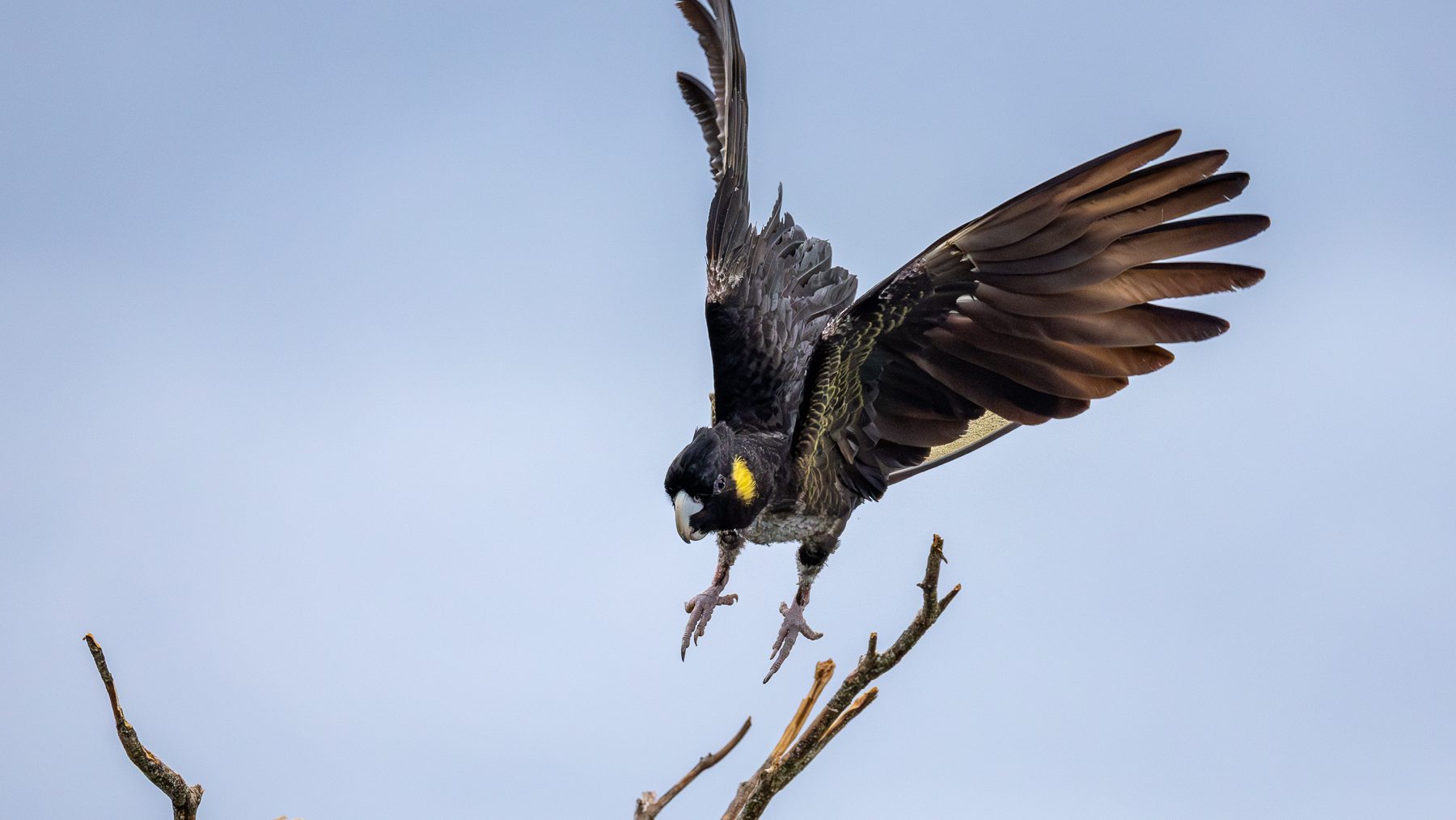 Yellow-tailed Black-cockatoo BL library