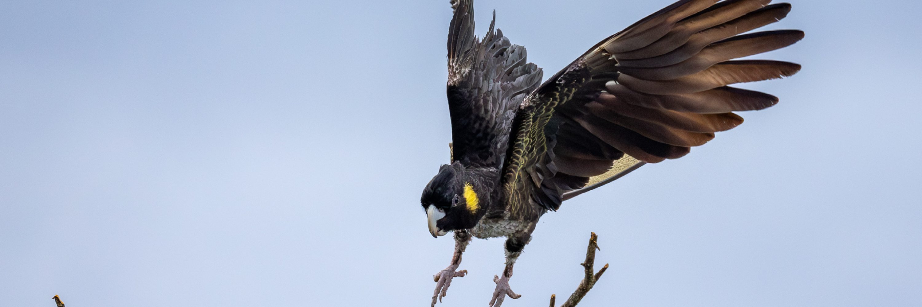 Yellow-tailed Black-cockatoo BL library